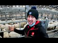 Selling STORE LAMBS at a Scottish livestock market  |  Grass is running out