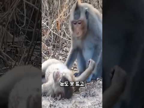 물린 원숭이, 그대로 쓰러졌습니다