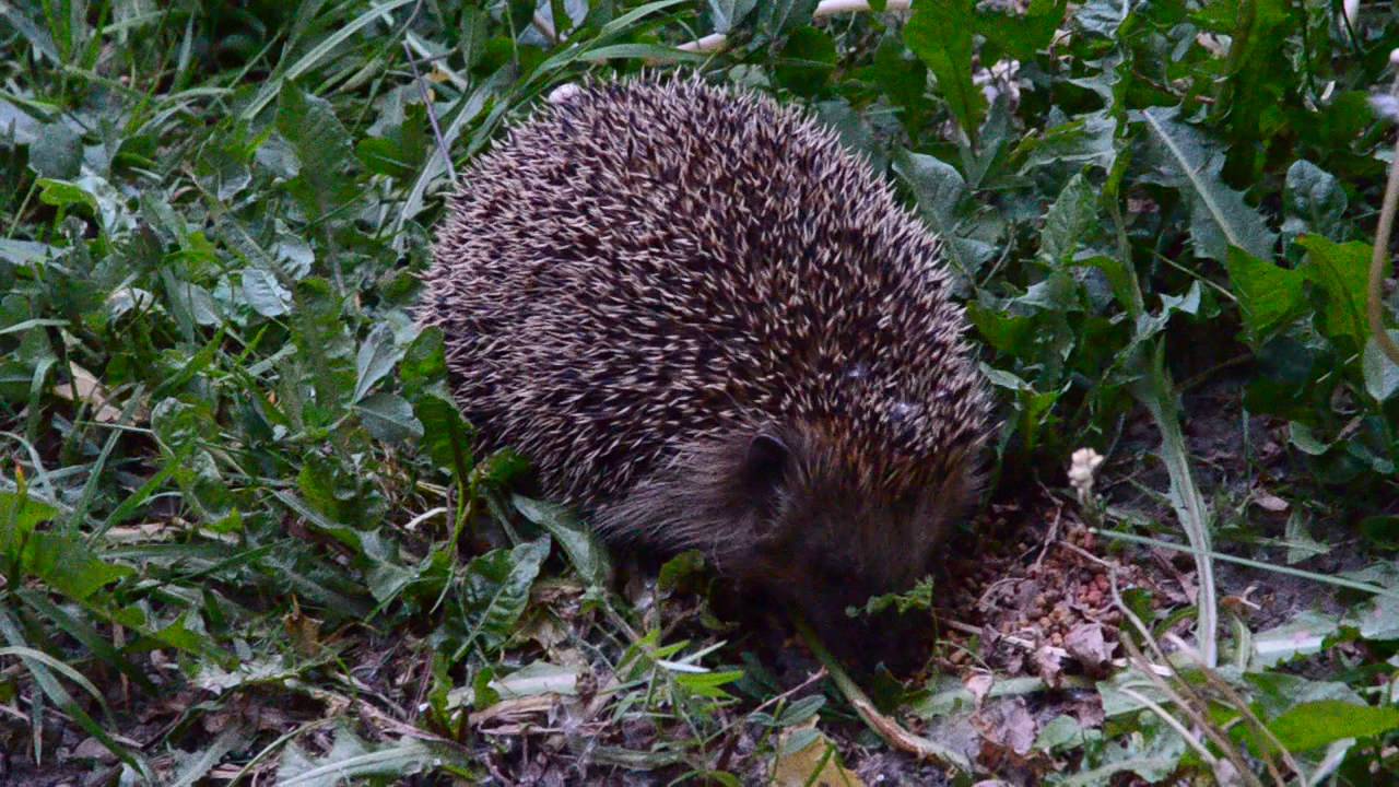 Sonic The Hedgehog 25th Anniversary Video