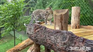 Sofiya the Leopard Explores Her New Overlook