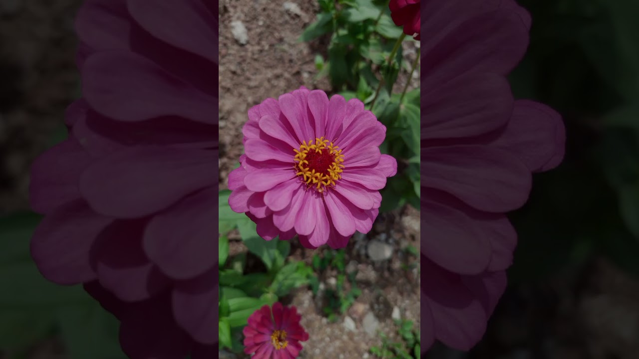 Zinnia Flower Seeds - European Species