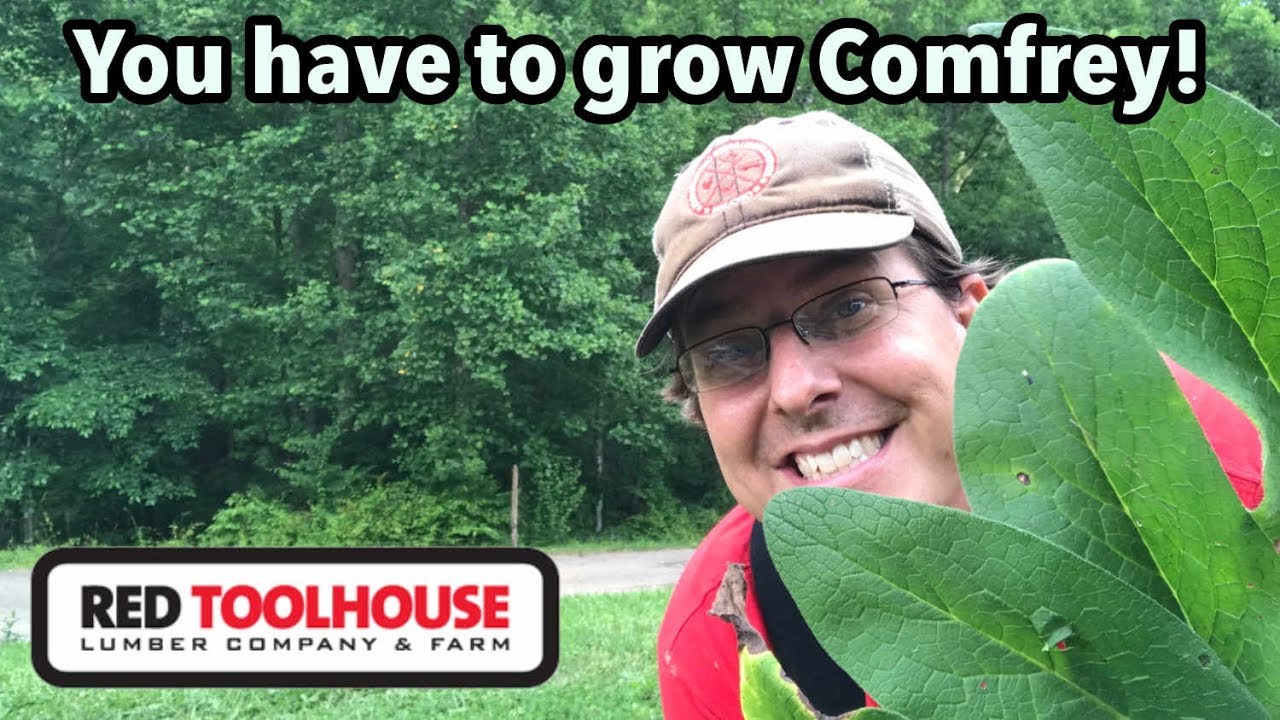 Why you MUST have comfrey on your homestead - YouTube