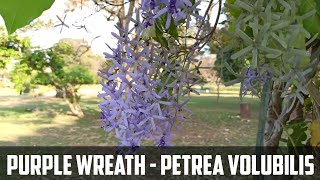 Purple wreath flower video |  Petrea volubilis video