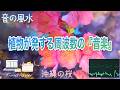 【優美・光・気品・愛・華やぎ・先見・成功・祝福・ハート・528 Hz】日本一早く咲く沖縄の桜『寒緋桜』が奏でる『音の風水』♪（Part 80）