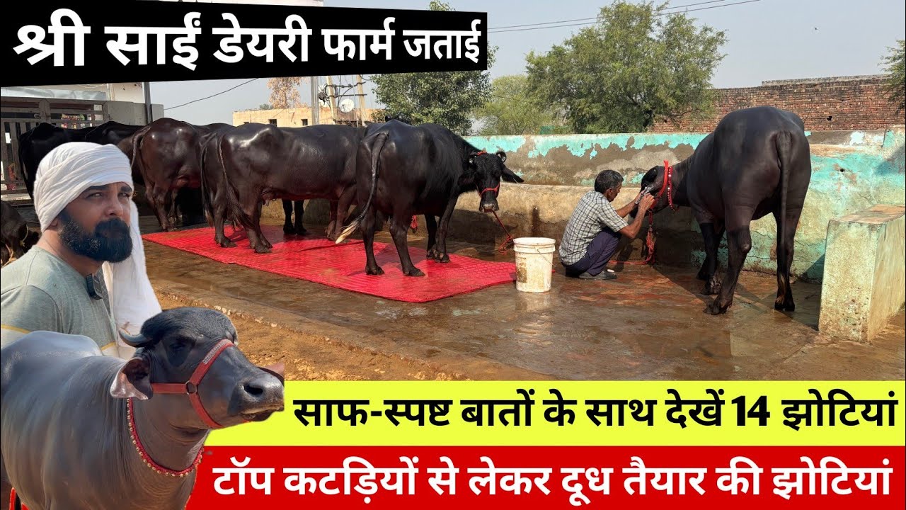 🔴वीरेंद्र जताई की साफ-स्पष्ट बातों के साथ देखें 14 झोटियां व कटड़ियाँ।। SHREE SAI DAIRY FARM  JATAI।।