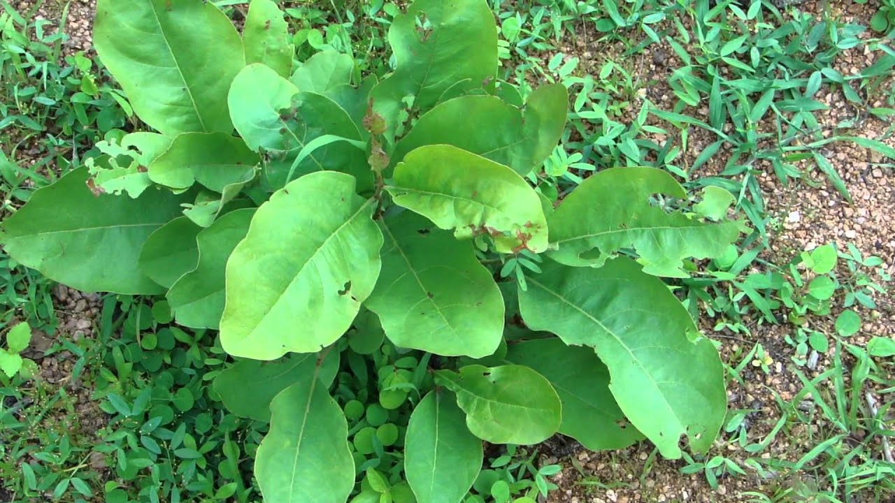 Medicinal Plant Traditionally used for Menstrual Cramp Pankaj Oudhia's Ethnobotanical Surveys
