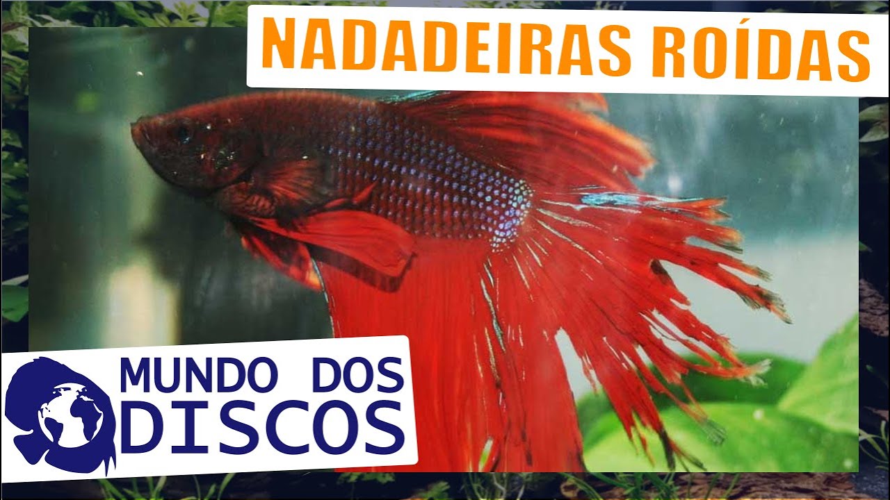 NADADEIRAS DANIFICADAS (ROÍDAS) COMO RECUPERAR E EVITAR !