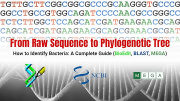 Raw Sequence to Phylogenetic Tree | MEGA Tutorial for Bacteria Identification (BioEdit, BLAST, MEGA)