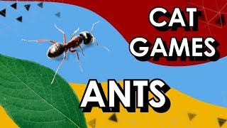 Cat Game Ants