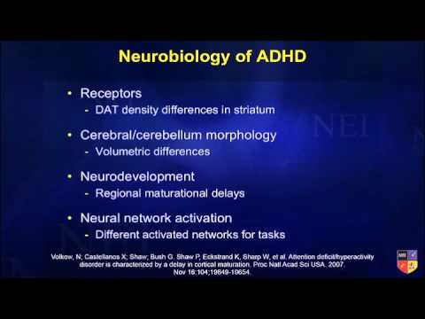 Neurological Basis of ADHD