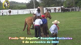 jineteada en clinas Bompland  #caballos #jinete #charreada #jaripeo #rodeo#Cowboy #horse videos