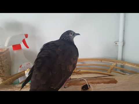 Tekukur Hitam Youtube