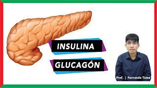 ¿Qué células forman la insulina y glucagón? | Metabolismo