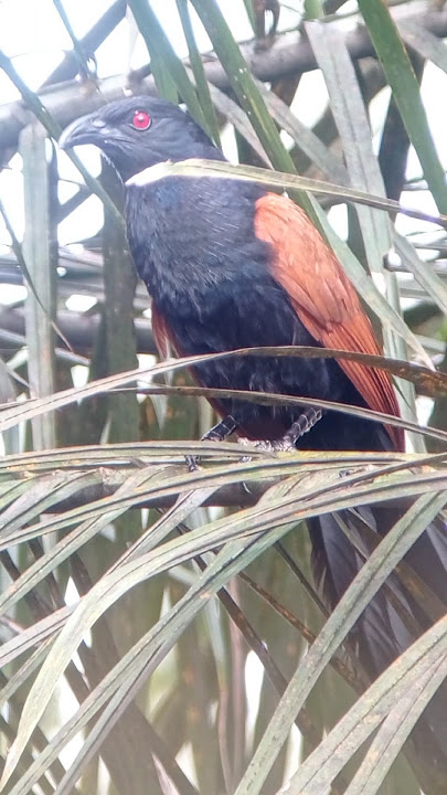 Beginialah suara burung bubut besar #burung #birds #animals