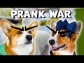 Corgi Prank Wars! | Hammy & Olivia