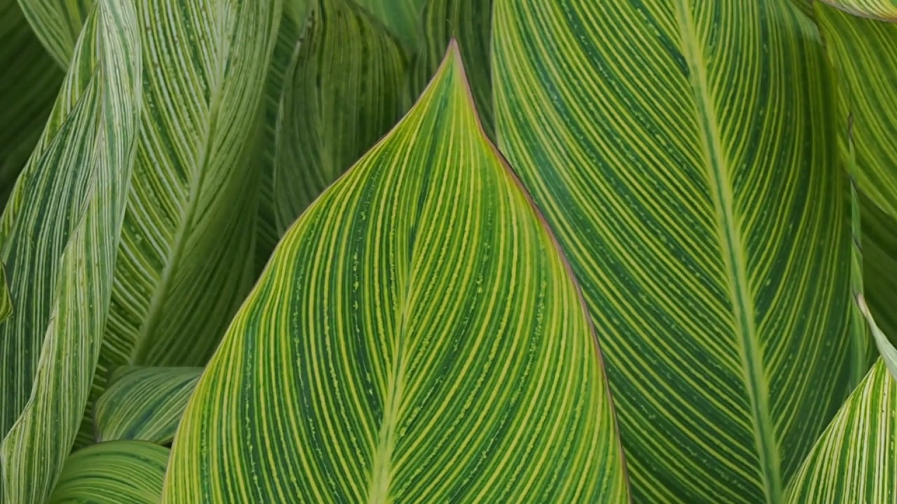 Royalty Free Moving Leaves Stock Video Footage