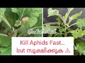 Tafgor|ഇത് ഉപയോഗിച്ചാൽ Aphids പോകും… പക്ഷേ?|chemical insecticide||orchidaisle