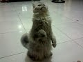Cat Dancing On Egyptian Music
