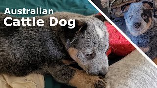 01. Szczeniak Australian Cattle Dog ACD