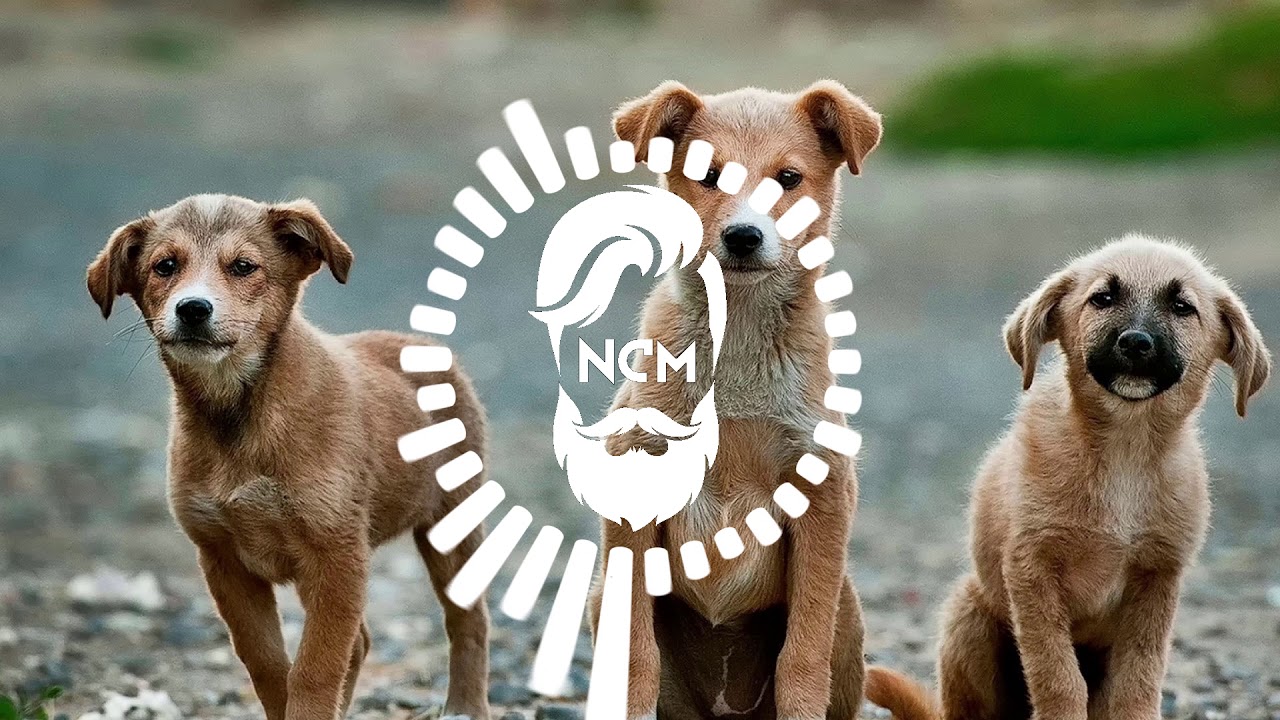 Dizaro - Kannushi (NonCopyrightedMusic)