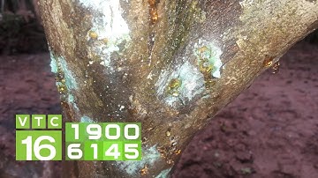 Cây bưởi Diễn bị thối rễ, xì mủ: Nguyên nhân và cách chữa | VTC16