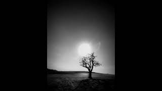 Ludovico Einaudi - The Tree