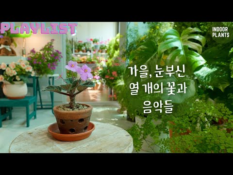 Video: Prince Of Orange Pelargoniums - Kasvavat prinssi geraniumkasvit