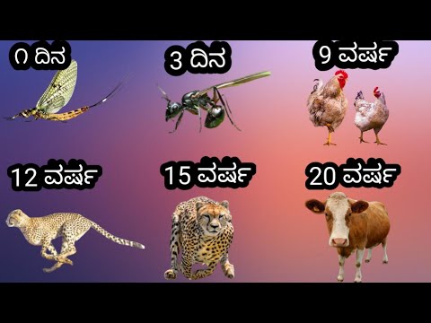 ಪ್ರಾಣಿಗಳ ಜೀವಿತಾವಧಿ ||  mysteries in kannada