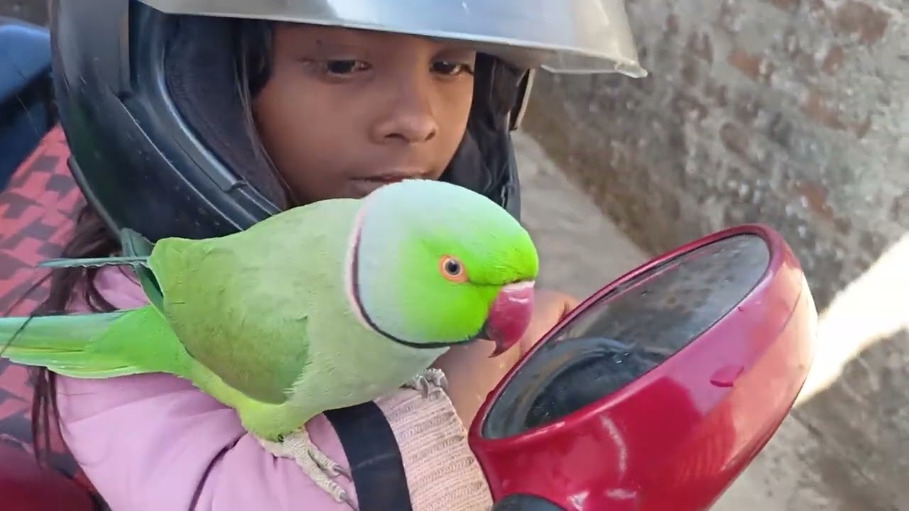 Mithu Mithu cartoon Natkhat tota ki baate 🦜🐦🕊️🕊️🕊️