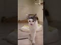 我的！我的！被尿尿啦 😭#寵物 #cat #貓咪 #貓 #養貓要知道 #貓咪日常