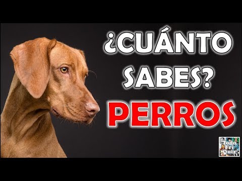 ¿Cuánto Sabes Sobre los "PERROS"? Test/Trivial/Quiz hqdefault
