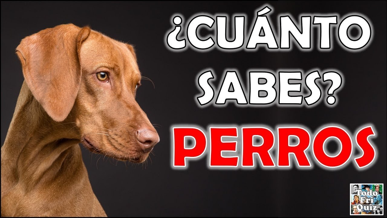 ¿Cuánto Sabes Sobre los  "PERROS"? Test/Trivial/Quiz