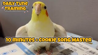 Cockatiel Singing the Cookie Song | 10 Minutes for Training & Enjoyment 🎶🐦#cockatielscraze