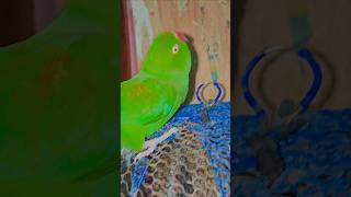 #facts #birds #fishing #fish #agriculture #1000subscriber #parrot #ajjubhaiinmymatch 🦜❤️