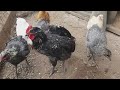 Un huevo sin yema y una gallina clueca bañándose en arena