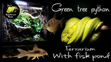 My Green Tree Python Terrarium With Tropical Fish Pond
