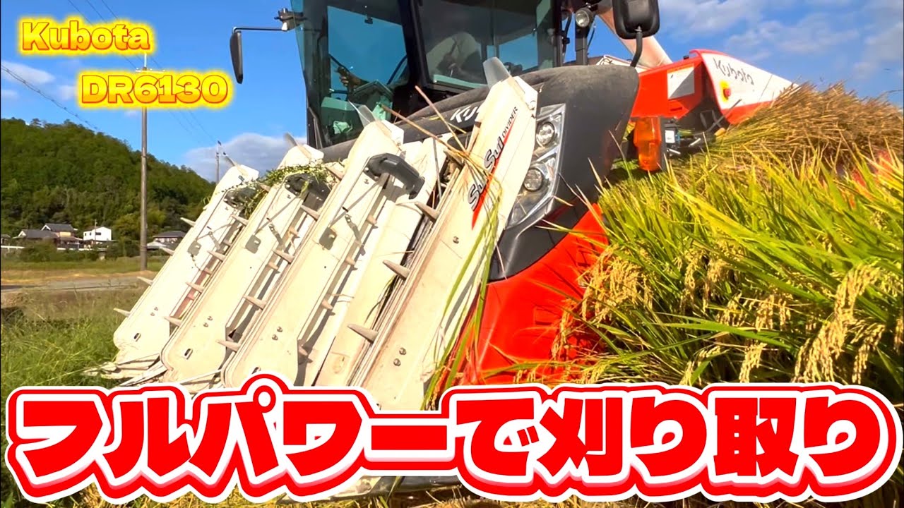 Kubota DR6130クボタの6条130馬力コンバインで刈り取りSTAR🏃‍♂️
