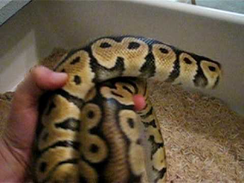 '05 Male Pastel Ball Python