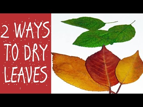 Video: 3 sätt att torka löv