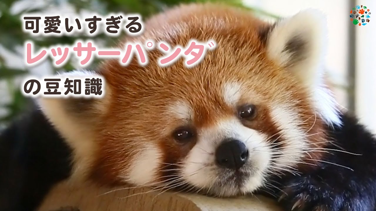 意外と知らない可愛いすぎるレッサーパンダの豆知識 旭山動物園 横浜ズーラシア 野毛山動物園 天王寺動物園 日本平動物園 とべ動物園 福岡市動物園 Youtube