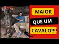 TOP Raças de cães mais altas do mundo!!!