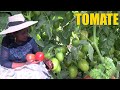 ASÍ SON LOS CULTIVOS DE TOMATE EN LA CHACRA - CHOLITA JULIA