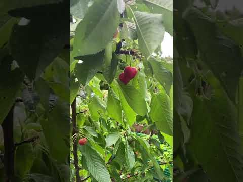 Cherry tree #shorts