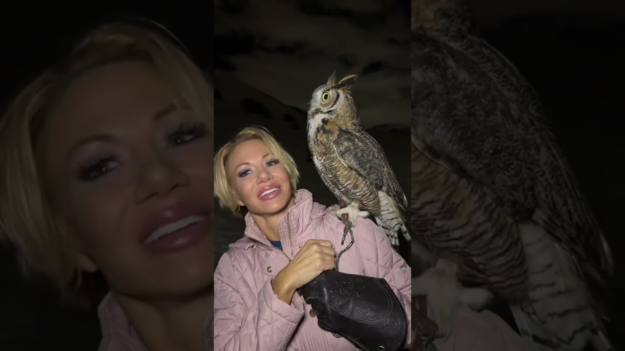 I love my evening walks with Oaky. So peaceful! 💕  #owls #shorts #greathornedowl