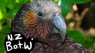 Kaka  New Zealand Bird of the Week