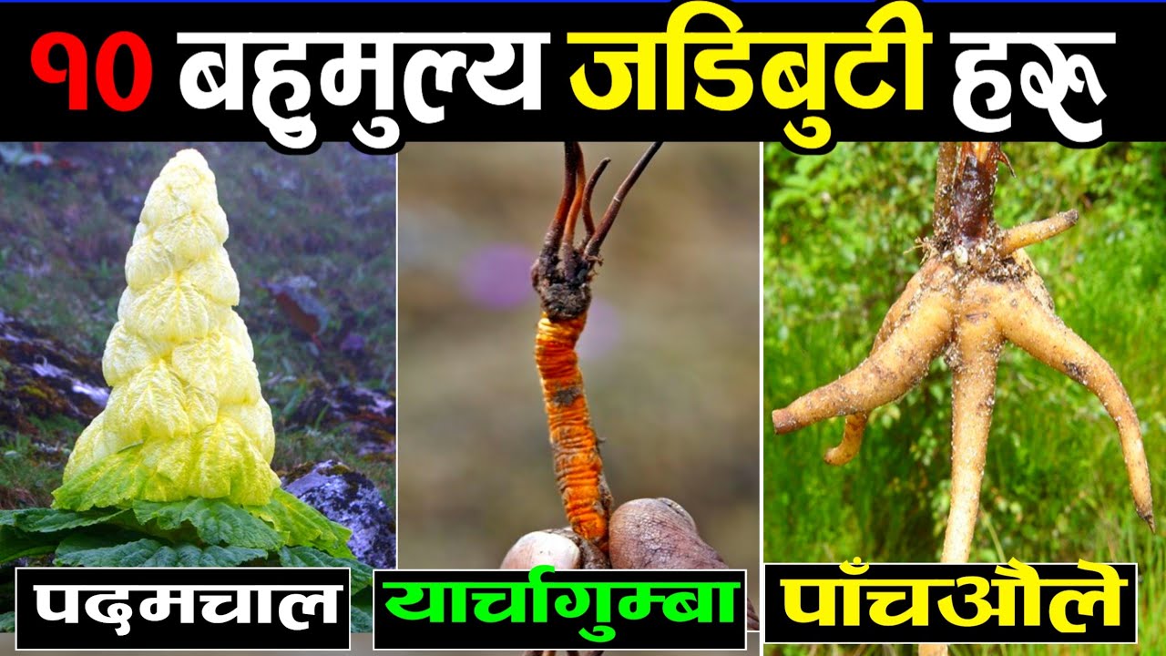 नेपालमा पाइने 10 महंगा जडिबुटी || 10 Expensive Medicinal Plants || Most Profitable Medicinal Plants