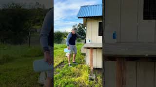 Power of routine #pigeonracing #pigeontraining #outworkeveryone