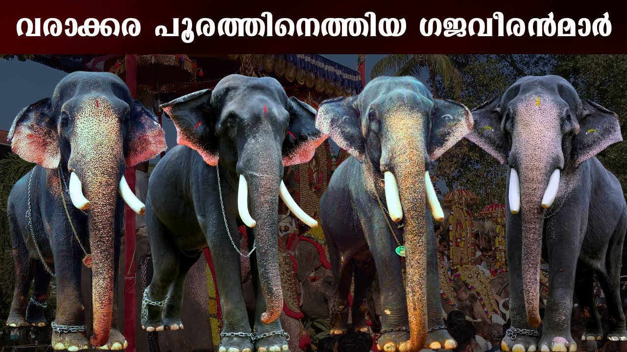 വരാക്കര പൂരത്തിനെത്തിയ ഗജവീരൻമാർ|Varakkara pooram