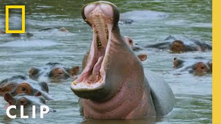 A school of hippos gives an aggressive warning sign | Primal Survivor: Extreme African Safari