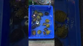 #aquarium #fish #turtle #guangzhou #china